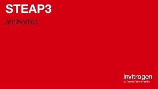 Anti-STEAP3 Antibodies | Invitrogen