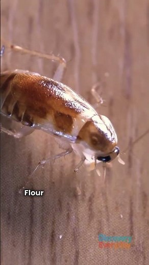 5 Foods Cockroaches LOVE in your kitchen! 😱 Must Throw Away NOW! 🗑️