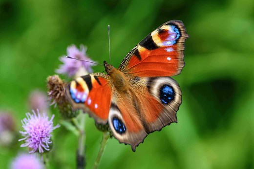 Peacock Butterfly Facts