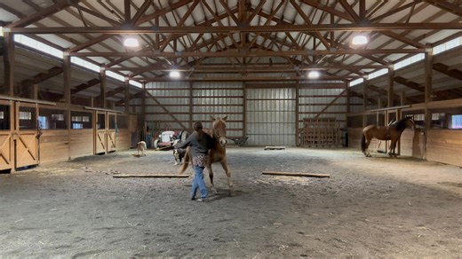 When I first heard about clicker training, I honestly thought it was the dumbest thing I’d ever heard. I believed what a lot of people believe—that horses wouldn’t learn properly, that they’d become mouthy, and that feeding treats during training would lead to biting and bad manners. Then I watched it change a horse. There was a horse who was terrified of everything. I had done conventional desensitization with her, and it worked… kind of. She’d get over one scary thing, only to find ten more to