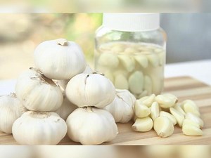 Learn hydroponic planting to grow your own garlic