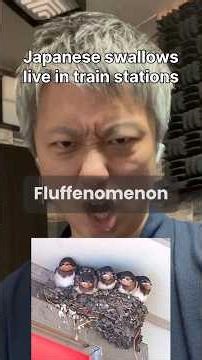 Japanese swallows live in train stations