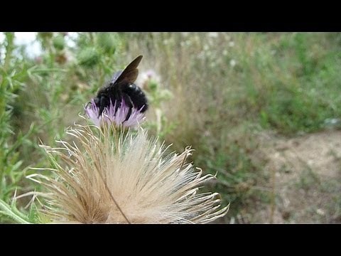 ABEILLE CHARPENTIÈRE XYLOCOPA VIOLACEA BOURDON NOIR BOURDON BLEU 66500 PRADES