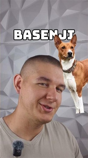 3 najbardziej uparte rasy psów na świecie #beagle #pies #shibainu #basenji #psyrasowe