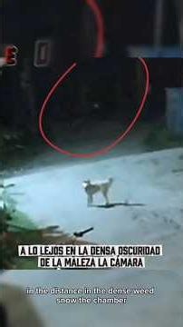 Este perro no sabía que un leopardo lo estaba asechando y terminó cazandolo