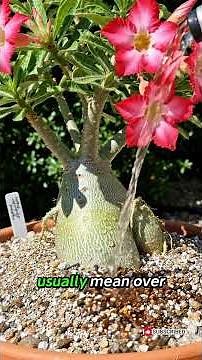 How to Grow Beautiful Desert Rose (Adenium obesum) – Easy Beginner Care Guide