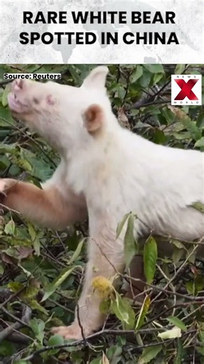 Rare Albino Black Bear Spotted in China as Stunning Drone Footage Emerges | NewsX World