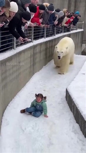 A heart-stopping moment at an American zoo turned into an unbelievable scene of animal empathy when a young girl fell over a low railing into a polar bear moat. Captured by dozens of onlookers, the footage shows the massive 800-pound predator approaching the terrified child as she sat huddled in the artificial snow. The bear initially stood over her and let out a bone-chilling growl, baring its massive teeth, while the crowd above screamed in panic. However, in a shocking turn of events, the bea
