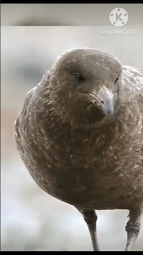 Skua bird.Skua Bird Behavior | Predatory Bird Insights#birds #wildlifephotography #naturelovers