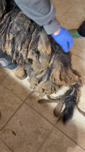 💔 URGENT-HAPPENING NOW 🚨 TWO DOGS, SEVERELY NEGLECTED ABANDONED & STARVING, (PHOTOS IN COMMENTS) 📷 The woods knew their story long before we did. Two shadows haunted the back roads of Georgia — ghosts of dogs, starving, terrified, forgotten. Our volunteer heard the whispers: “Two dogs running… disappearing… reappearing… terrified.” She went into the night, calling into silence. They stayed hidden. Until finally, the call came: they’d been caught. That moment was the end of their suffering — a