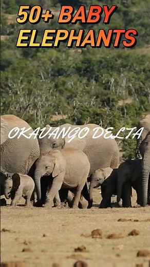 Rare Footage: A Sea of Young Elephants Roaming Free in Botswana Safari