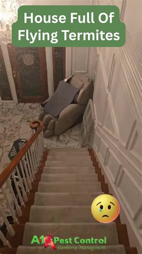 A1 Pest Control Canberra on TikTok