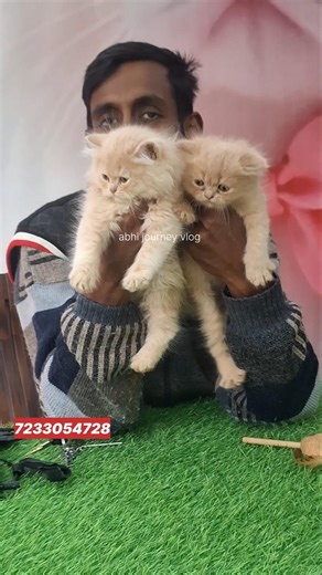 50 & 60 days Male female Persian kittens AR pet shop #shorts