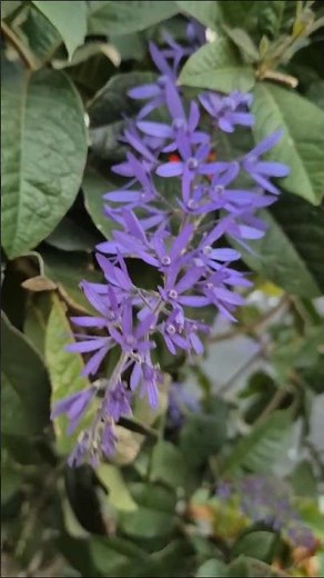 La Corona de Reina 👑💜 Una de las flores más sorprendentes del trópico