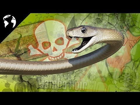 Le SERPENT le plus DANGEREUX au MONDE