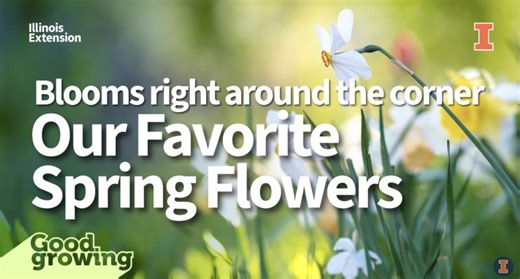Looking toward spring: Our favorite spring flowers | #GoodGrowing | University of Illinois Extension