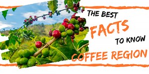 Discover Colombia's Coffee Region: Expert Travel Guide | TPMT