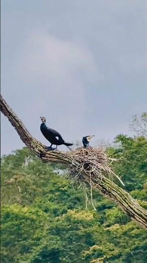 Great Cormorant Hunting Underwater | Nature’s Expert Fisher