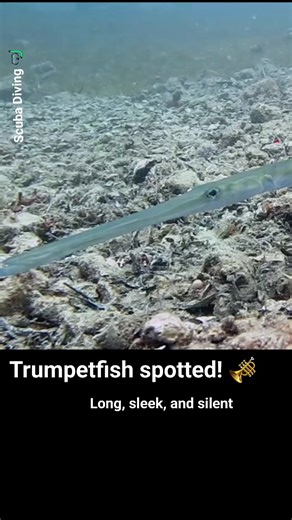 4.9K views · 136 reactions |  Meet the stealthy swimmer of the reef — the *trumpetfish*! Long, slender, and a true master of disguise, it glides through the coral like a shadow. One of the most fascinating hunters in the underwater world. " #Trumpetfish #ReefHunter #UnderwaterBeauty #MarineLife #ScubaDiving #TrumpetfishStyle #OceanCreatures #ScubaReels #UnderwaterWorld #RedSeaLife | Scuba Diving | Facebook