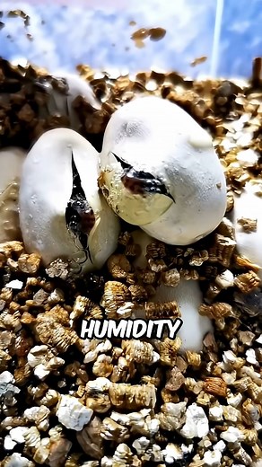 16K views · 133 reactions | Why Snake Eggs Stick Together #facts #animals #wildlife | Clips AI | Facebook