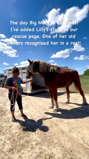 The day Big Mack & Lilly met! Love at first sight! As promised, I’ve added Lilly’s story to our rescue page. One of her previous owners recognized her in a reel and messaged our rescue page! I was going to try and share her story to a reel but it is too long and too many photos. Legacy Ranch & Rescue Inc #reels #viralreels #fyp #reelstofeedbigmack #bigmackthebelgiandraft #legacyranchandrescue @photographybylegacyimaging #horserescue #saveahorse #belgiandrafthorse #unicorn #johnwaynetheminiatureb