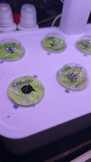 2nd Hydroponics System Up and Running | WIG2025