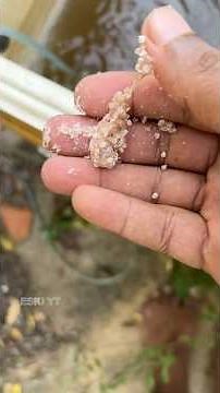 Apple Snails ivalo Multiply Aagiduchu 😱| Fridge Box Update | ESKI YT