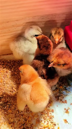 baby chicks update: they will be moving to a bigger brooder soon — and don’t usually need the light. I just wanted everyone to see how cute they are.. 🫶🏼 (not to mention a complete mess) #countryfyp #homestead #farmlife #hatchingchicks #babychicksoftiktok