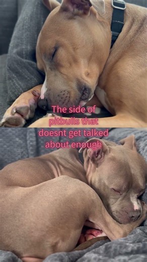 Pitbulls are softer than people think 🐾 #snuggly #cutedogs #dogvideos #pitbull #wholesomedogs #love