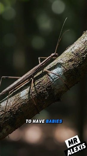 The Stick Insect: Master of Camouflage