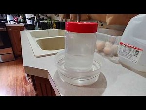 Diy baby chick waterer from everyday household items