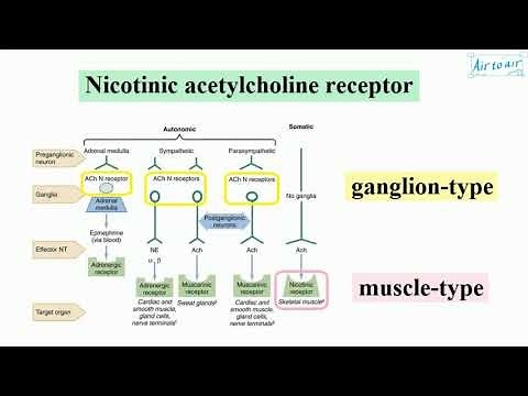 nicotinic acetylcholine receptor (English) - Medical terminology for medical students -