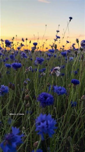 The Cornflower is the national flower of Estonia
