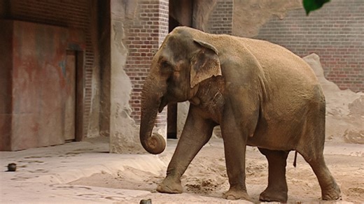 Elefant, Tiger & Co.: Mekongs Abschiedsgeschenk (337)