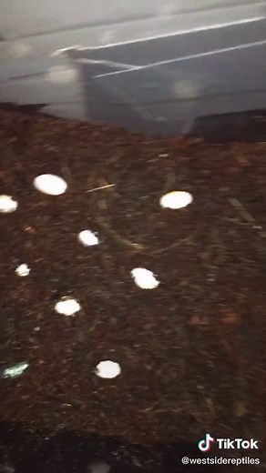 Exploring Southern Alligator Lizards: Captive-Bred Exotic Reptiles