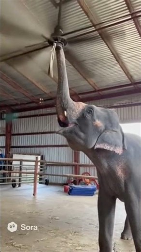 What Elephant do with fan 😵🐘 #sora2 #openai #funny