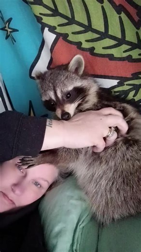 Princess Penolope Pineapple, my lil baby girl loving on me. 🦝❤️🥰#raccoonsoftiktok #rescueanimals #bestfriends #trashpanda #cuddlebugs