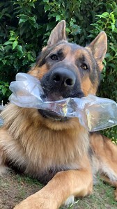 248K views · 10K reactions | How my German Shepherd helps with household chores - Music: July by Jeff Kaale | Strider The German Shepherd | Facebook