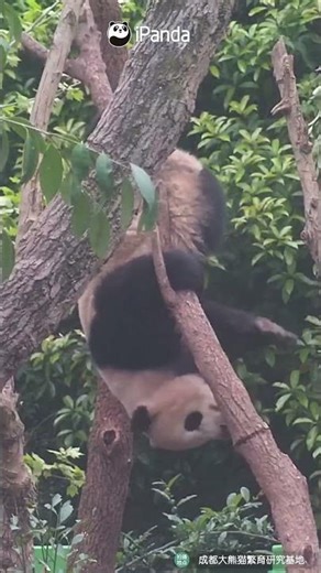 Balance Master With Acrobat Level Core Strength | iPanda #shorts