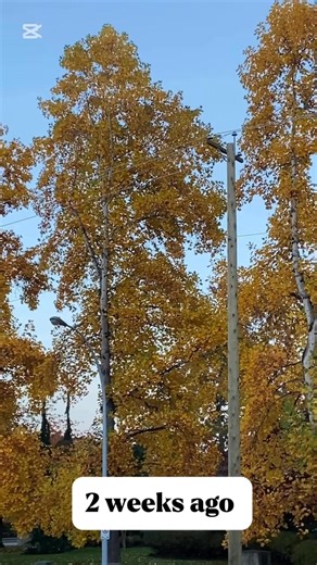 Autumn trees transformation #autumnvibes #winteriscoming #HaveABlessedDay #saturday #Godisgoodallthetime | Manang Bee Dai