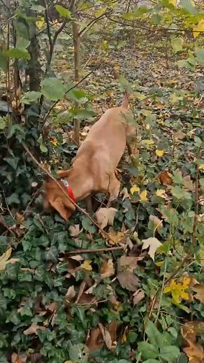 I could not see the squirrel, I could not hear the squirrel, but a clever ginger schnozz does not lie. Nearby, oh so close, there was most certainly a squirrel. That pesky fluffy tailed tree rat, my delicate snout told me, was around here somewhere. Here, and there and possibly there too, said my snoofer, and I, finest of hunters and provider for the pack, was hot on his stinky trail. "He's not down here any more you daft mutt," Mum informed me rudely, as another discarded conker case was droppe