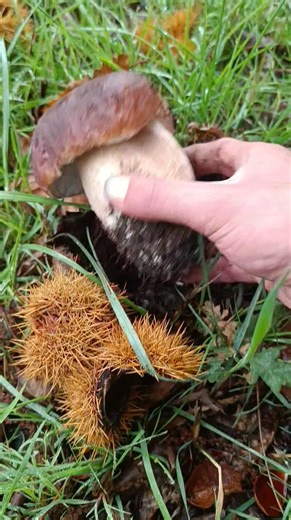 Boletus edulis | Algures P'la Serra