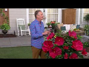 Cottage Farms 2-Piece Awesome Blossoms Giant Hibiscus Plants on QVC