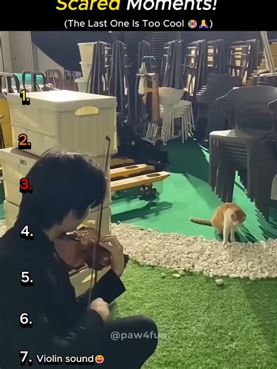 Ranking the Funniest Cat Jump-Scare Moments Ever! #shorts #viralvideo #entertainment #cat