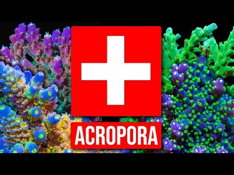 Acropora Troubleshooting Guide