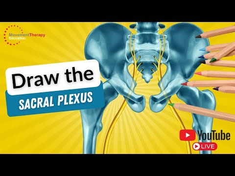 Learn the Sacral Plexus Fast With This Easy Guide!