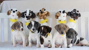 12K views · 913 reactions | To raise awareness of our new TV ad, featuring balloon dogs, we have balloon versions of five adorable puppies currently looking for a new home at Dogs Trust Canterbury! As the launch coincides with Wimbledon fortnight, the pups are named after past champs: Staffie Graf, Pup Sampras, Boris Barker, Andre Wagassi and Roger Furderer . www.dogstrust.org.uk/littleballoondoggy #specialsomeone | Dogs Trust | Facebook