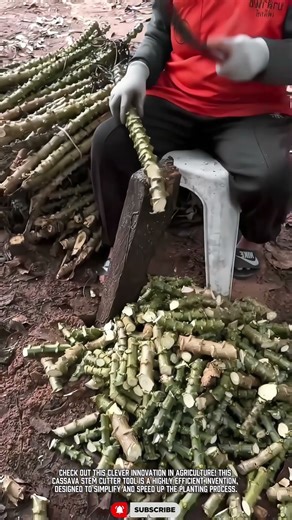 Heavy-Duty Cutting Tool: Powerful & Efficient Results for Cassava Stem Processing #tooltechnology
