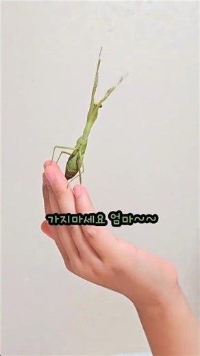 애완곤충 내가키우는사마귀 붉은긴가슴넓적배사마귀 #insects
