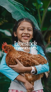 🌍 Livestock can transform lives! 🐓🐐🐝 From chickens laying 250 eggs a year to alpacas producing four kilos of luxurious wool, these animals aren’t just livestock—they’re lifelines. 🐓🌱 Families receiving livestock through World Vision Canada’s programs gain access to steady income and nutritious food such as eggs and milk, proving animals are a powerful investment in a family’s future. Last year, 3,624 income sources were distributed, offering a brighter future for 95,438 people. This year, 